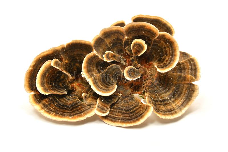 Turkey Tail Mushroom Organic- 50 Capsules 500mg each